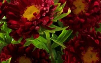 September Birth Flower: Asters