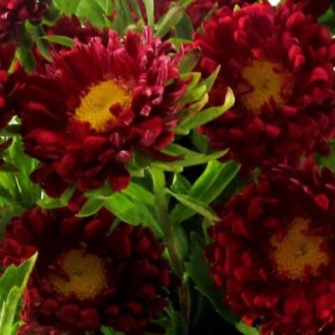 September Birth Flower: Asters - Blooms By The Box