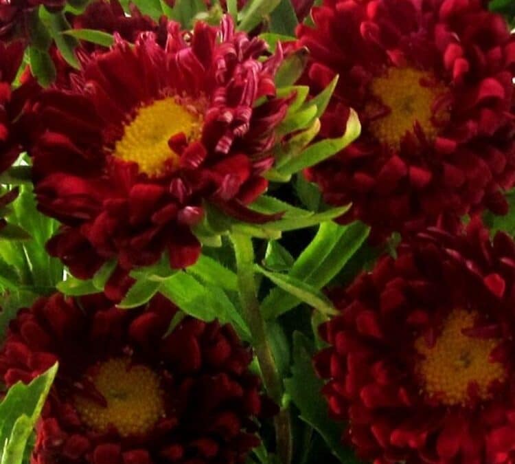 September Birth Flower: Asters