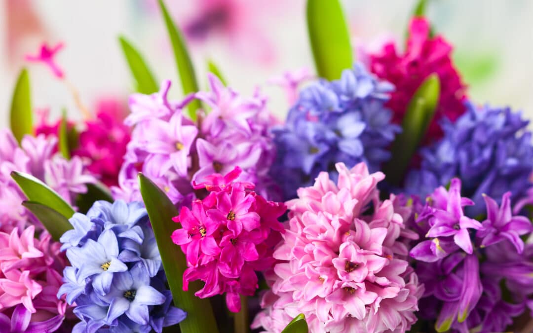 How to Choose the Right Flowers for Your Season