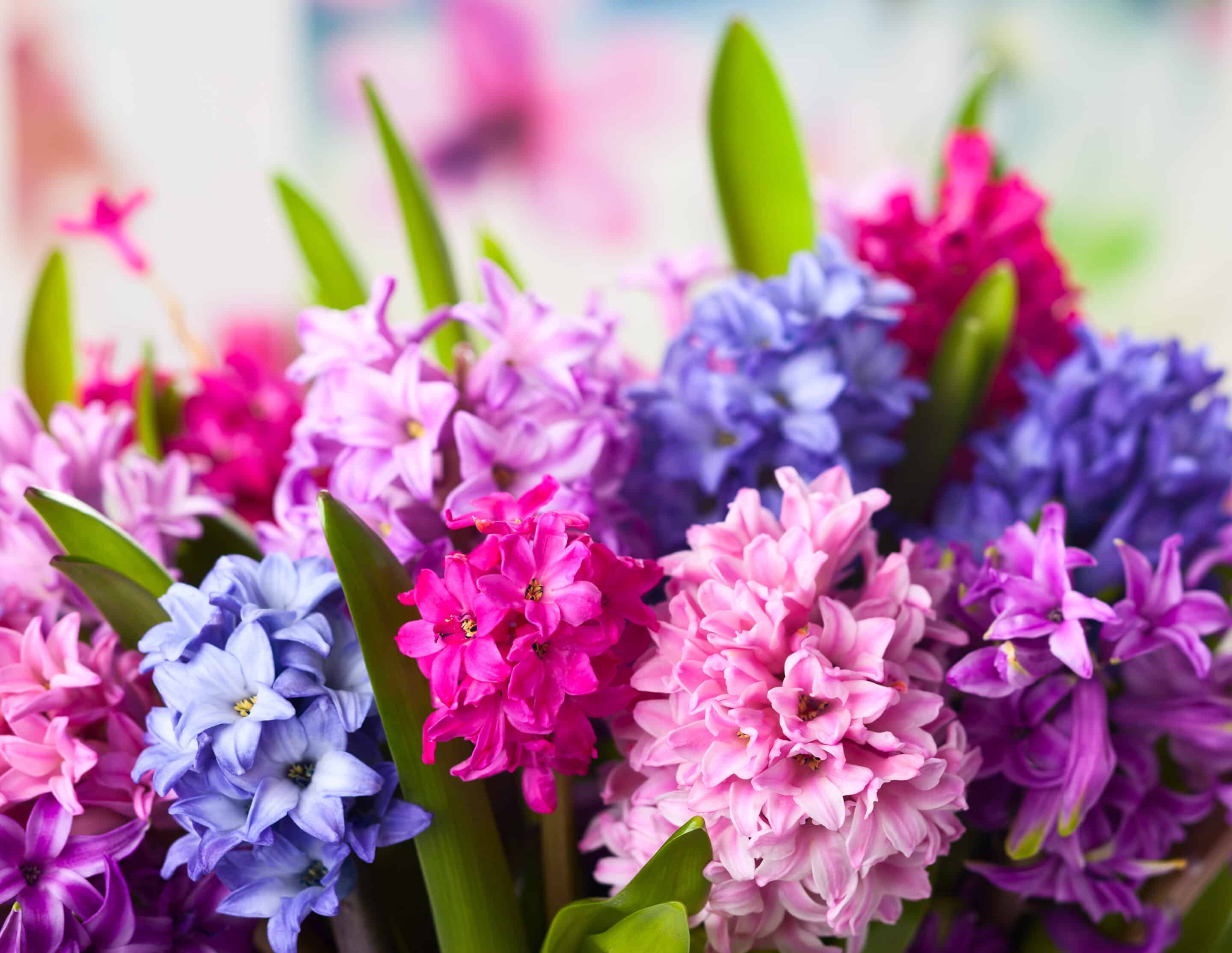 Hyacinthus