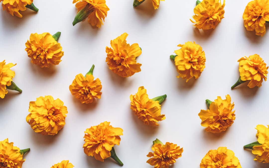 October Birth Flower: Marigolds
