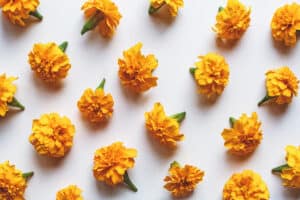 marigold layed out on a white background