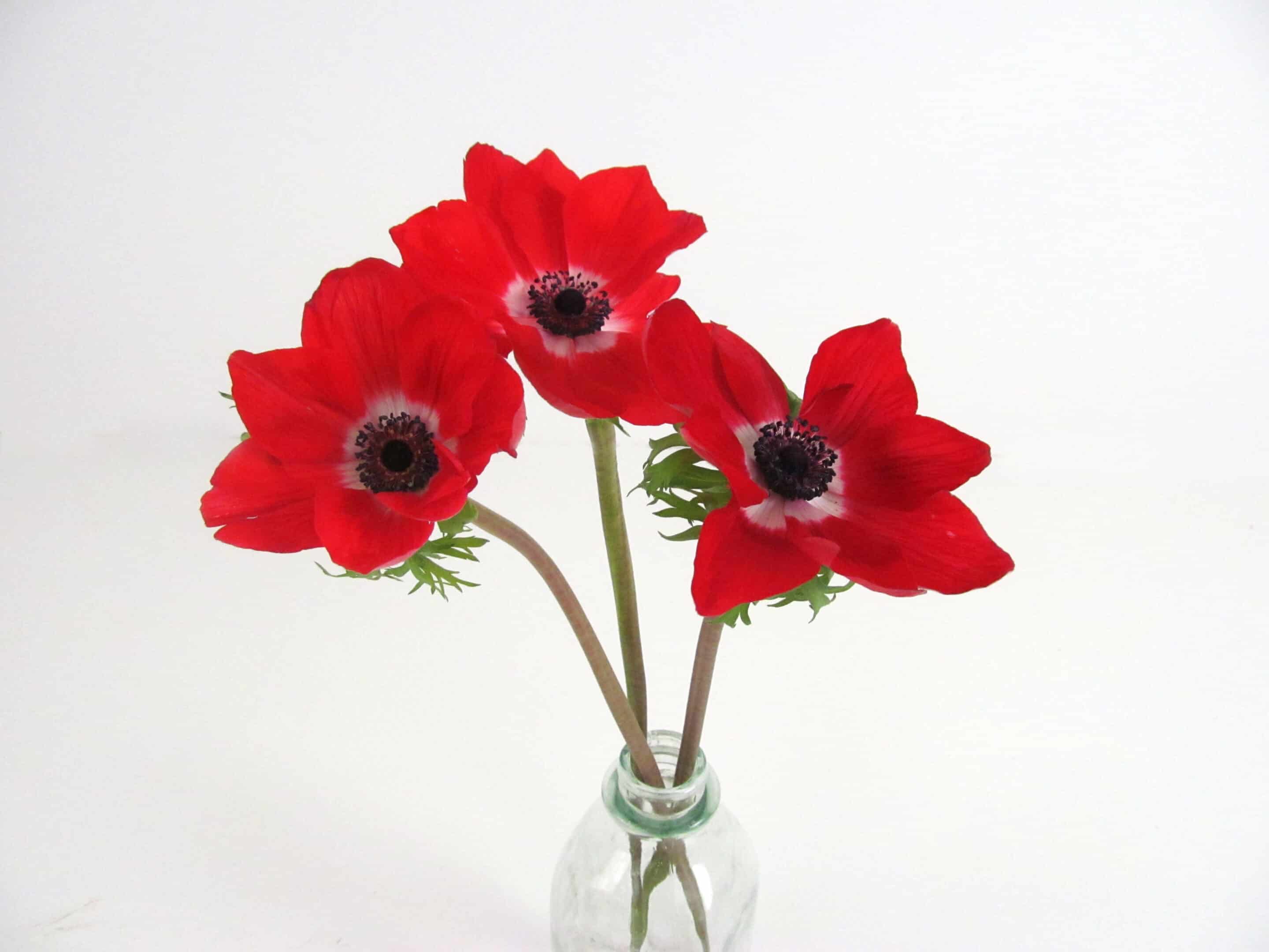 Red Anemones