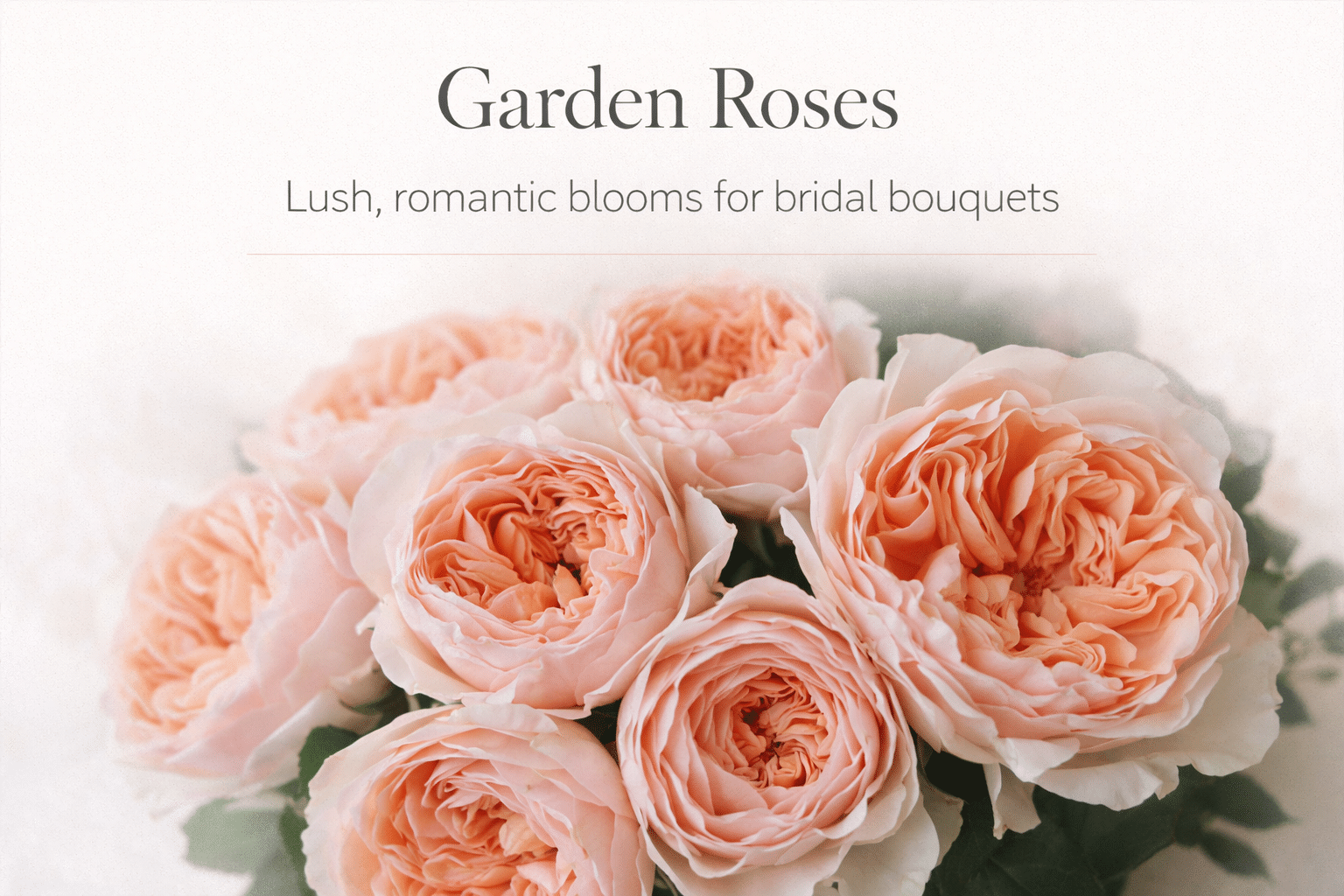 garden roses make for beautiful bridal bouquets and are a lush addition to any centerpiece.