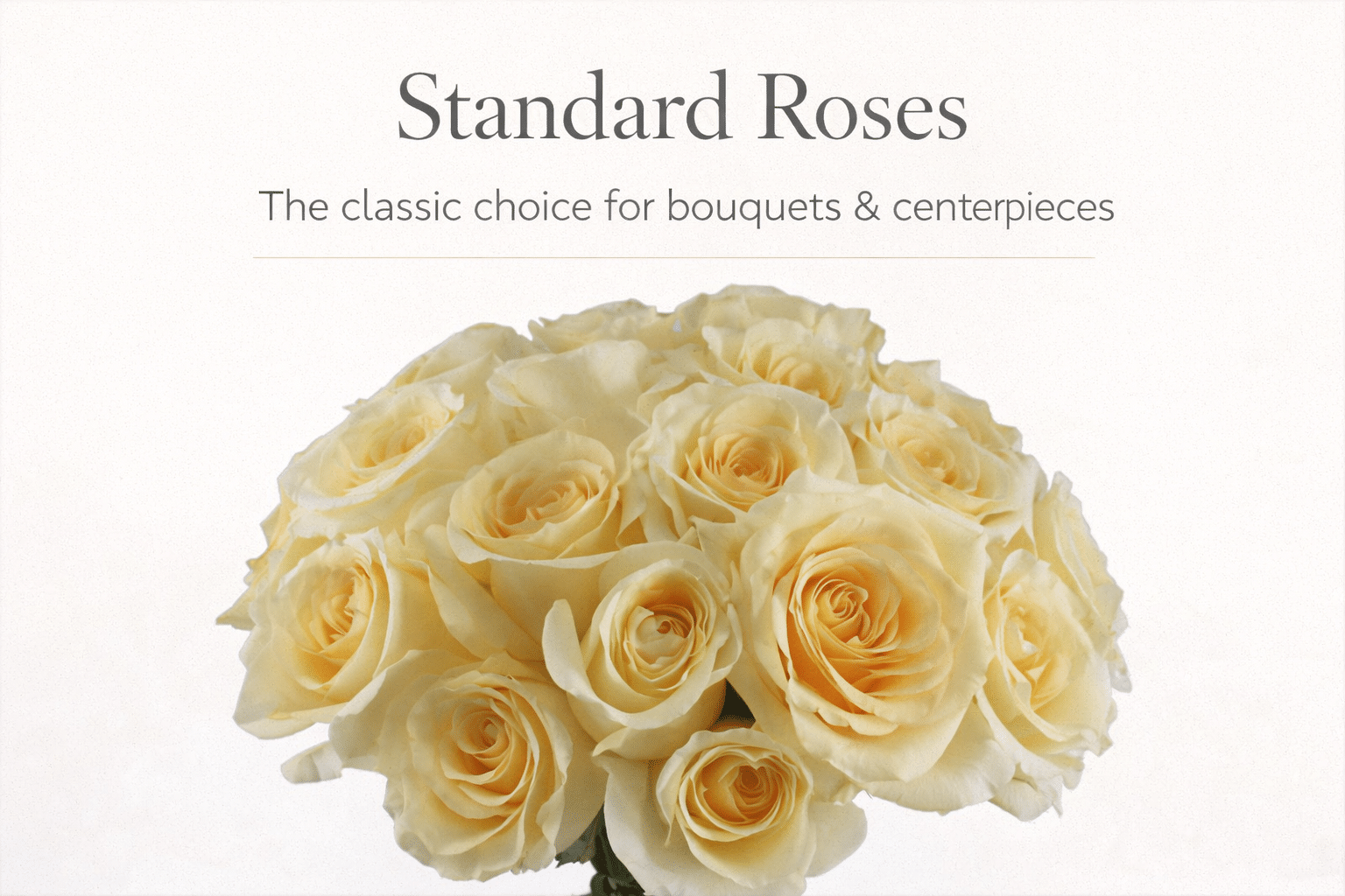 a bouquet of cream roses, standard roses are best for all types of bouquets and arrangements.