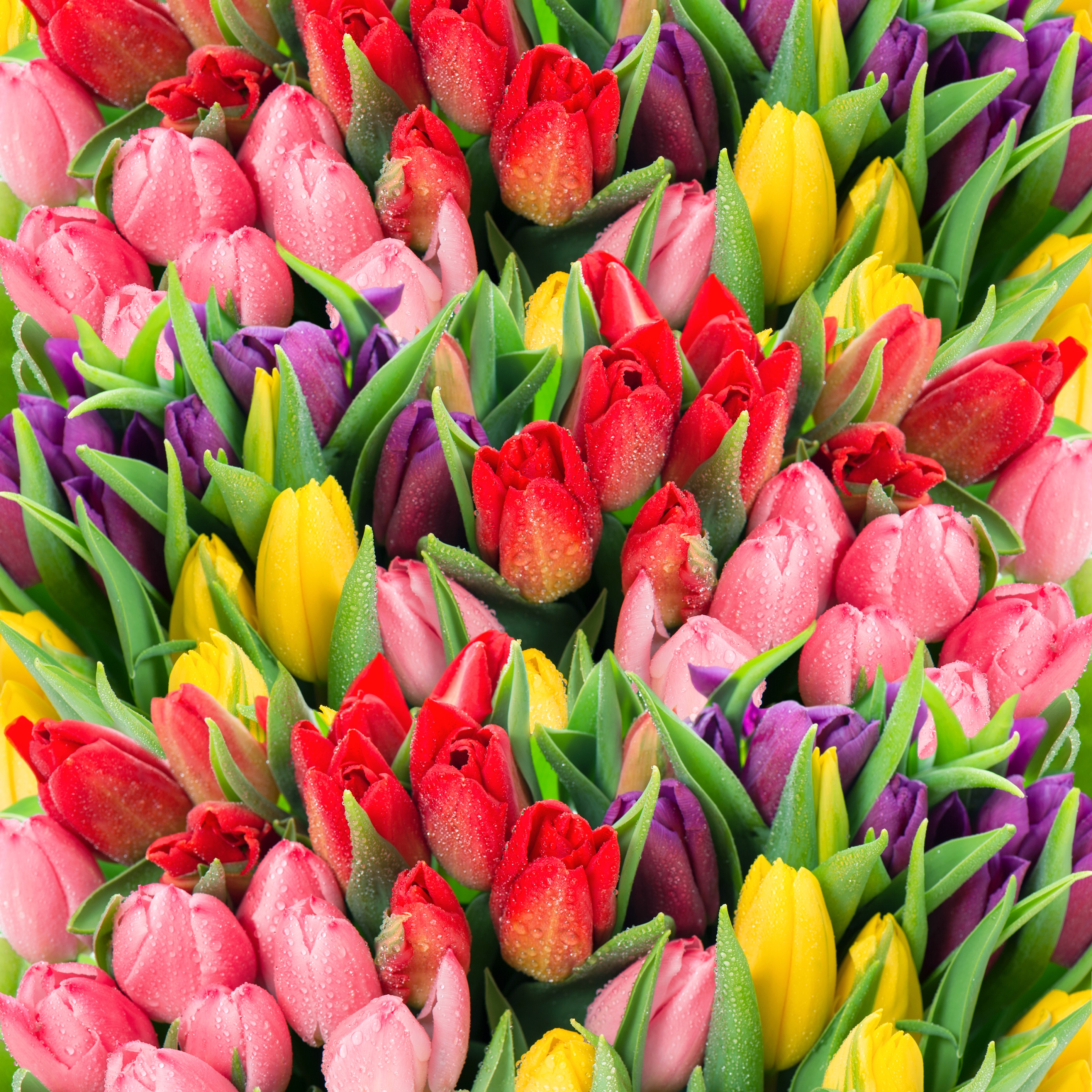 bouquet of multicolor tulips. fresh spring flowers with water drops. floral backdrop