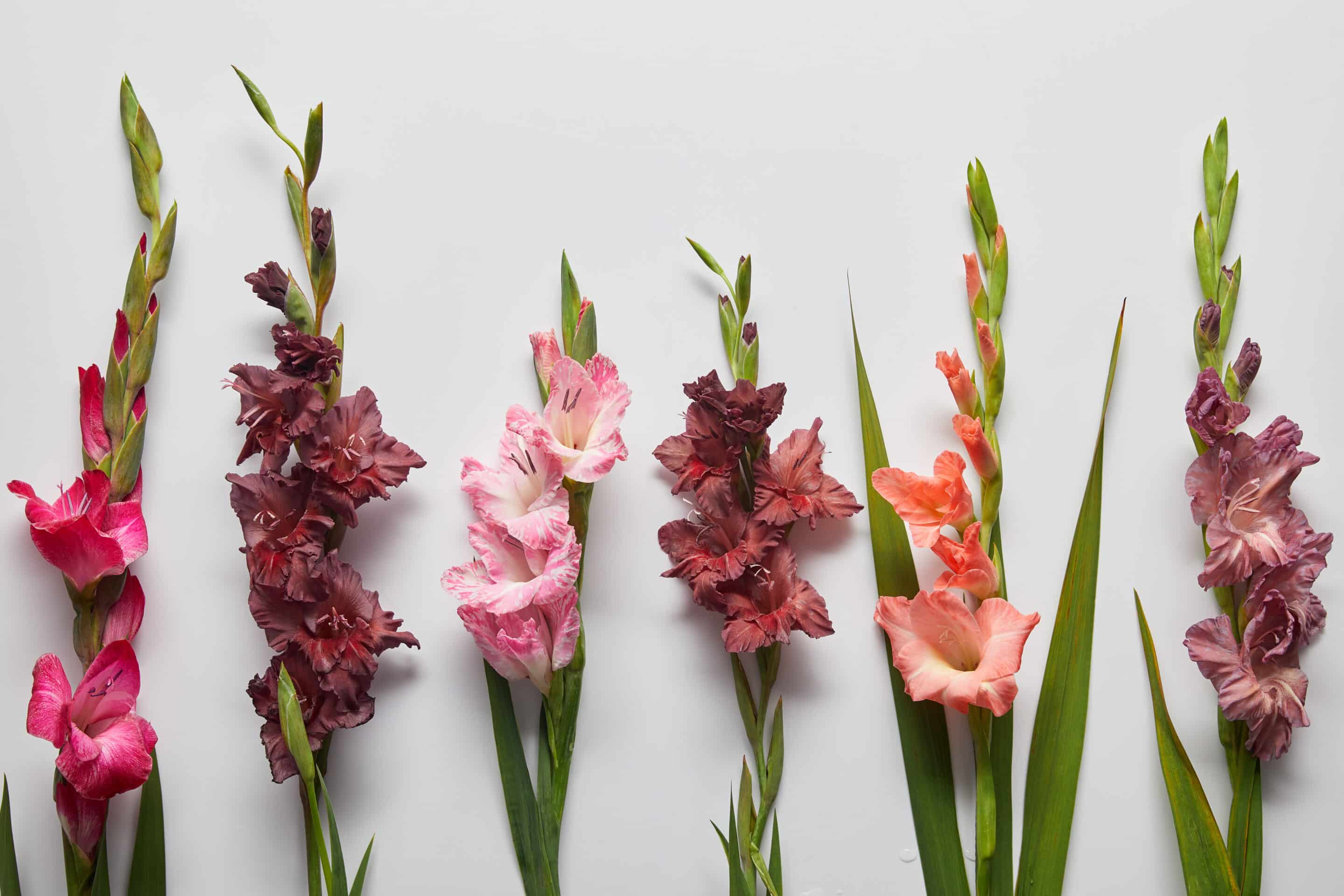 Several Shades of Gladiolus