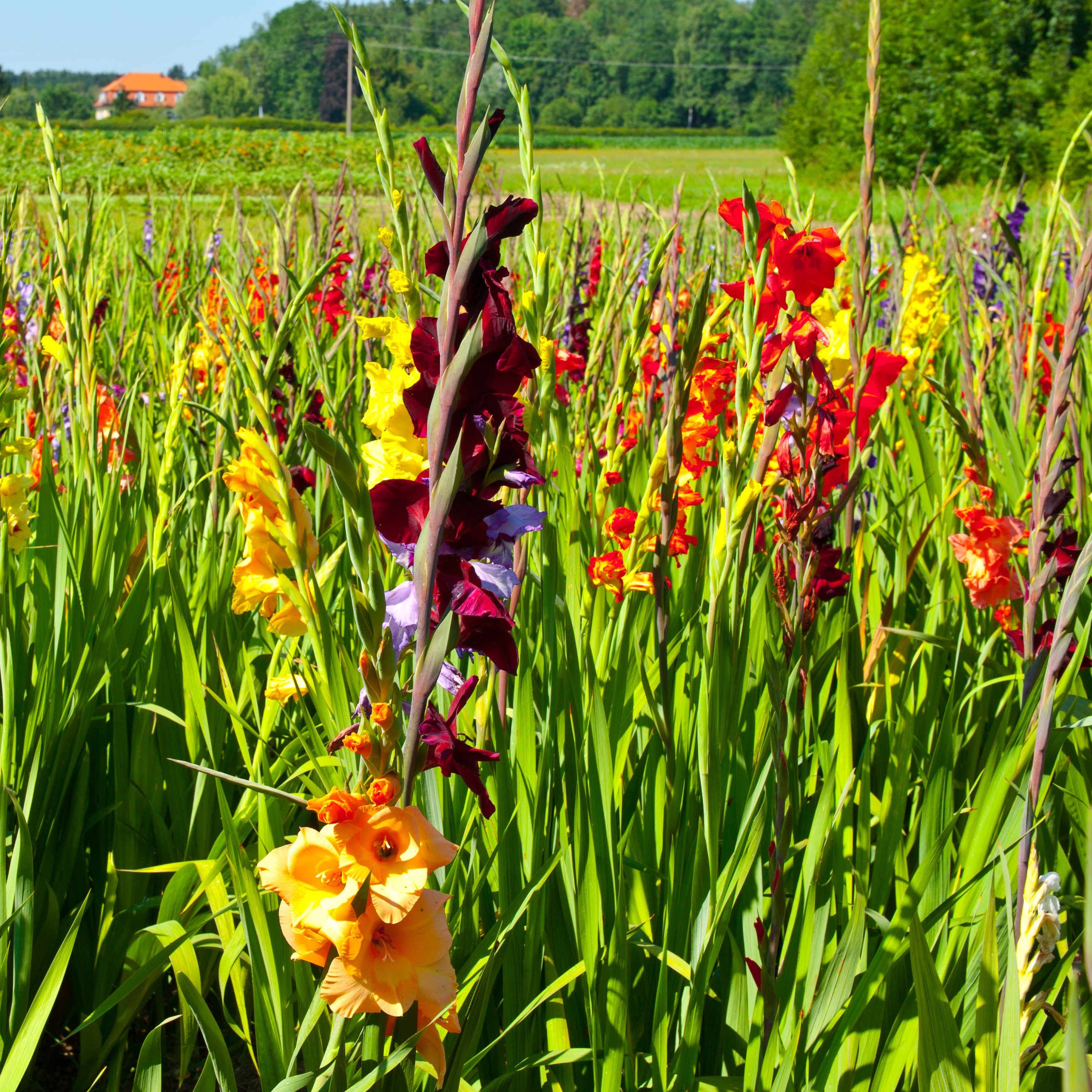 Gladiolus in a field
