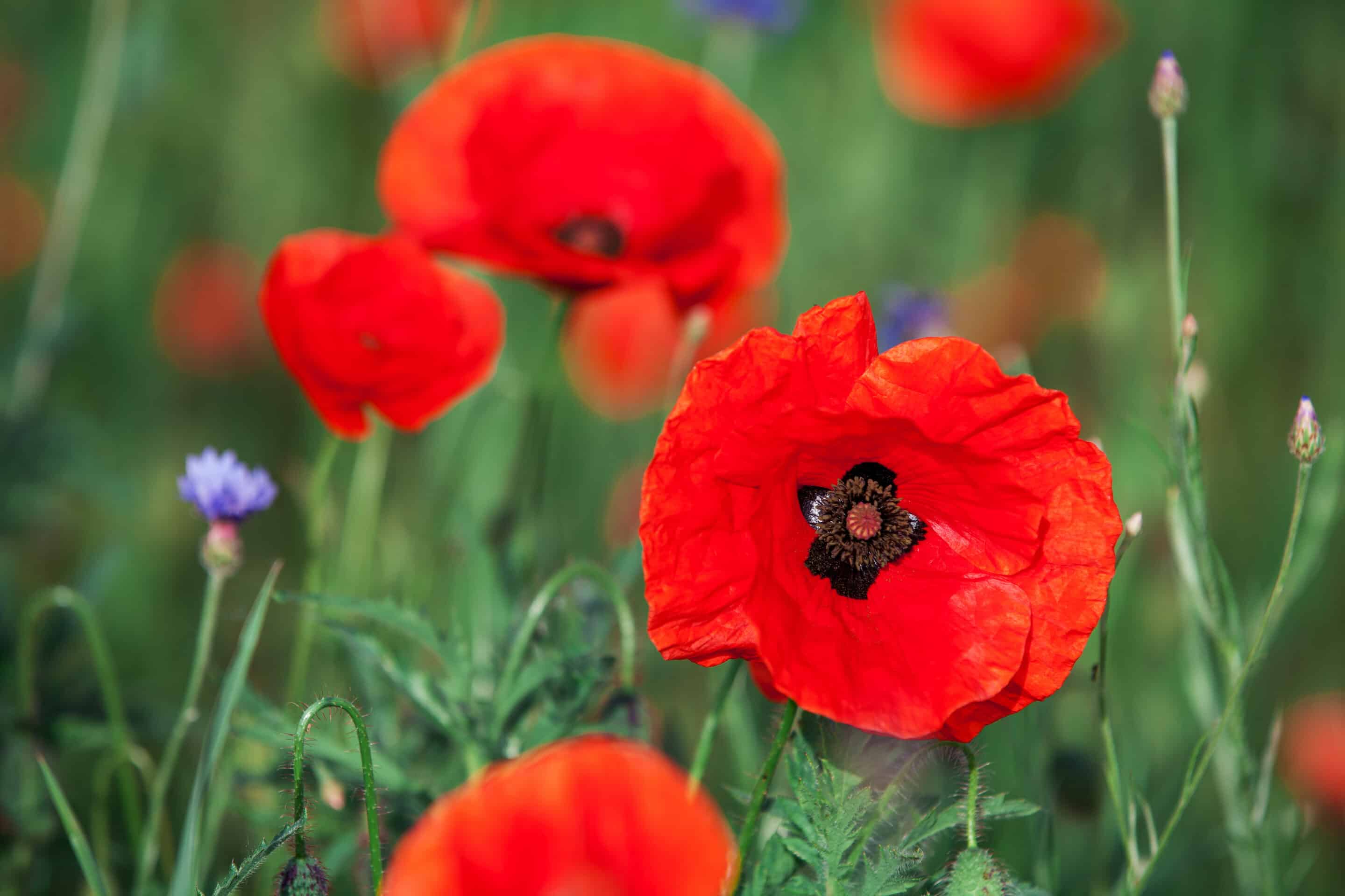 Red Poppy