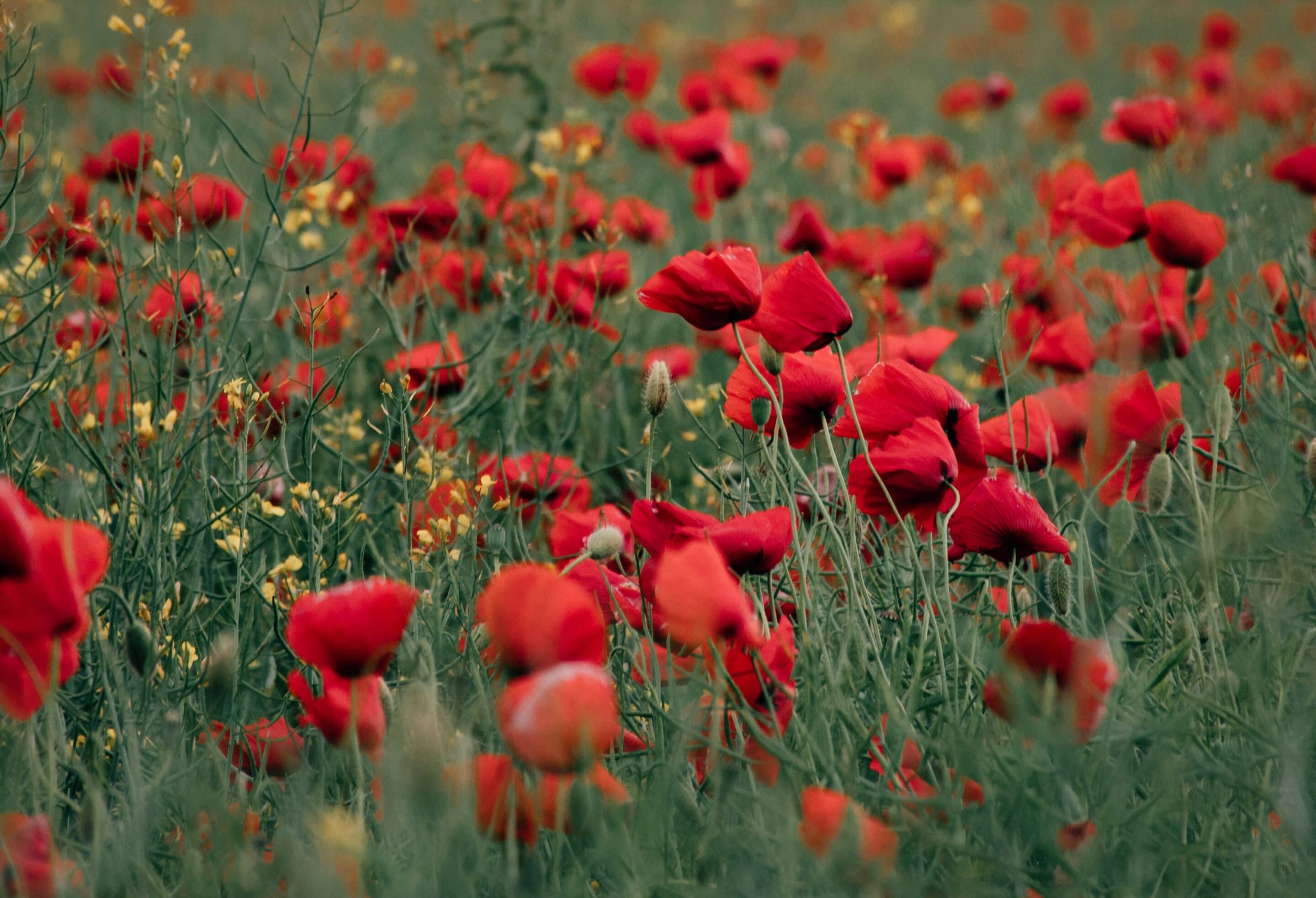 Field of Poppy