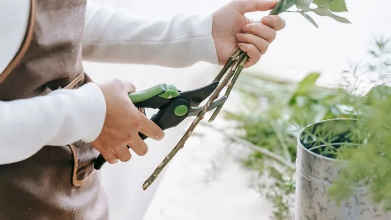 Person in an apron cutting fresh flower stems with green pruning shears beside greenery.