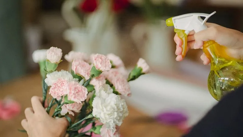 Hands misting a bunch of fresh pink and white carnations with a spray bottle.