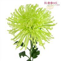 Green Spider Mums – Wholesale – BloomsByTheBox.com