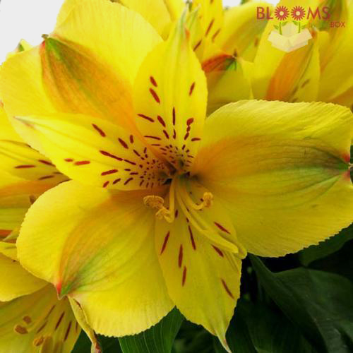 Yellow Alstroemeria Cut Flowers Blooms by the Box