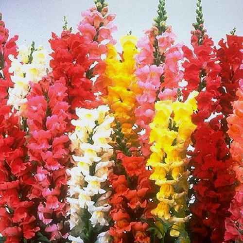 Wholesale Snapdragon Assorted Colors Large Blooms by the Box