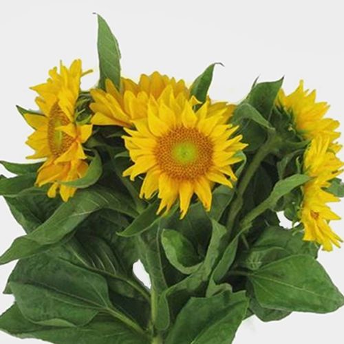 Sunflower Yellow/ Yellow Center Wholesale Blooms By The Box