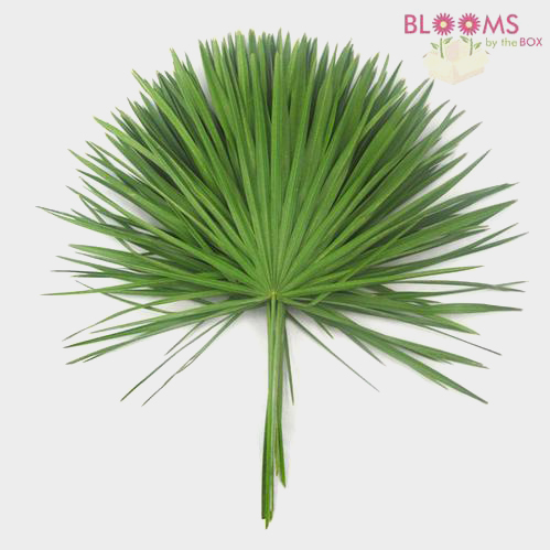 Palmetto - Wholesale - Blooms By The Box