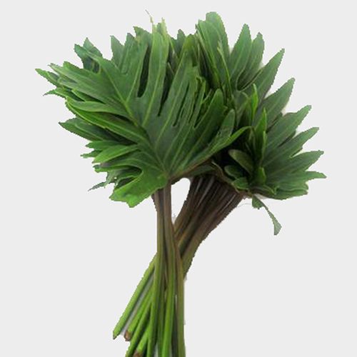 moonshine snake plant Sansevieria Moonshine | Snake Plant | Care Guide and Pro Tips - Delivery  from Toronto across Canada