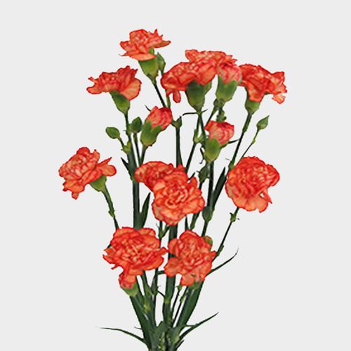 Orange Mini Carnation Flowers Wholesale Blooms By The Box