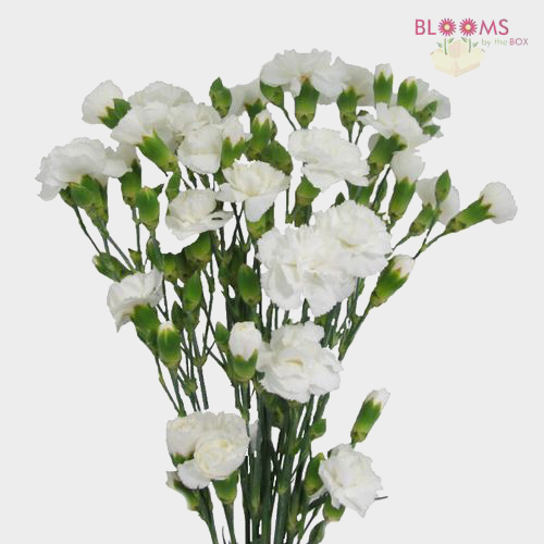 Mini Carnations White Wholesale Blooms By The Box