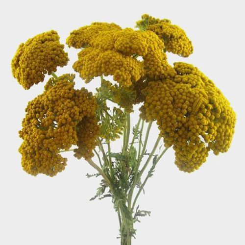 Yarrow Flower Wholesale Blooms By The Box