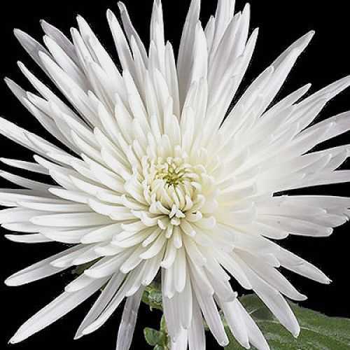 Wholesale Spider Anastasia (White) Spider Mum, Fuji Mum Blooms by