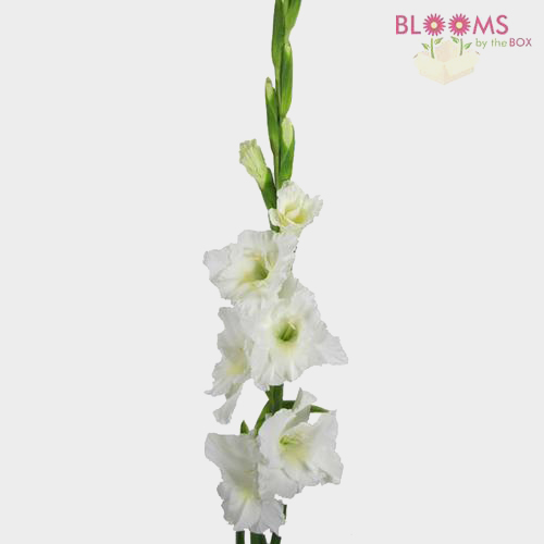 Gladiolus Fancy White Wholesale Blooms By The Box