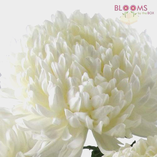 Wholesale Football Mum White Blooms by the Box