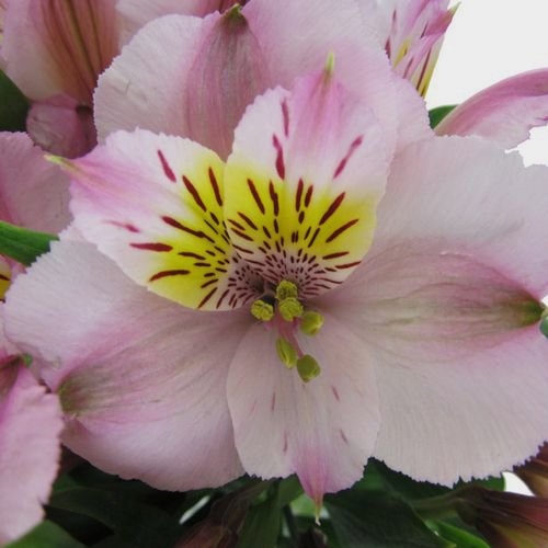 Fresh Pink Alstroemeria Cut Flowers Blooms by the Box