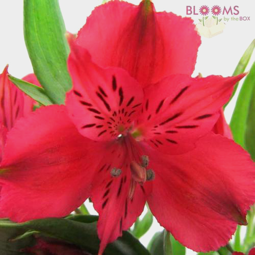 Red Alstroemeria FreshCut Flowers Blooms by the Box