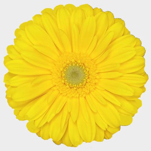 Gerbera Daisy Yellow Wholesale Blooms By The Box