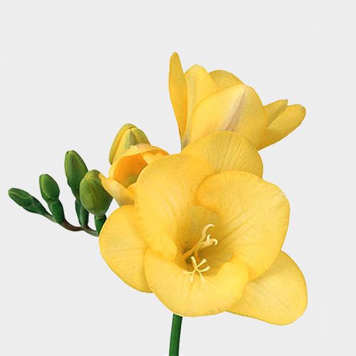 Yellow Freesia Flowers Wholesale Blooms By The Box