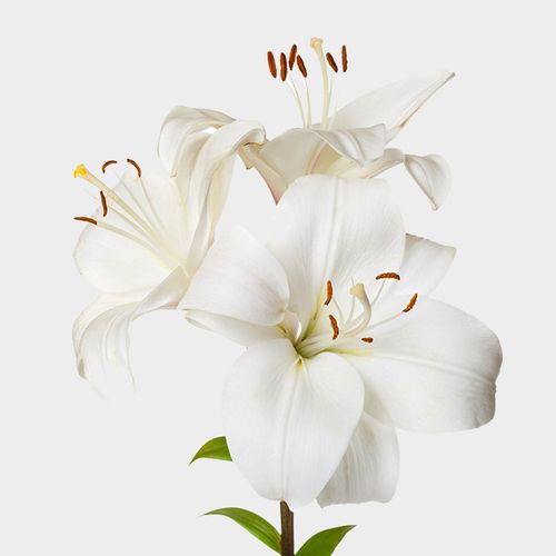 Lily White 35 Blooms Flower Wholesale Blooms By The Box