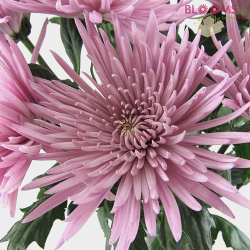 Wholesale Spider Anastasia Lavender Spider Mum, Fuji Mum Blooms by