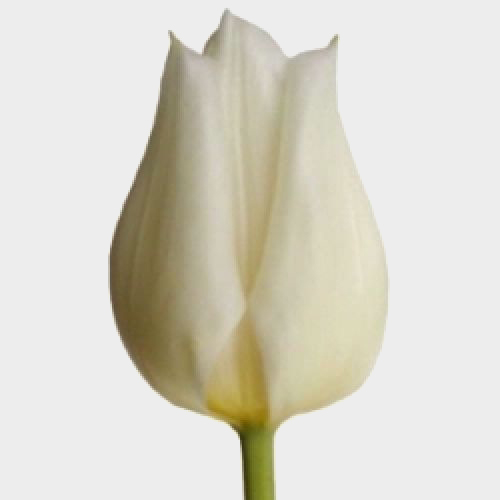 Buy Wholesale White Tulip Online Blooms by the Box