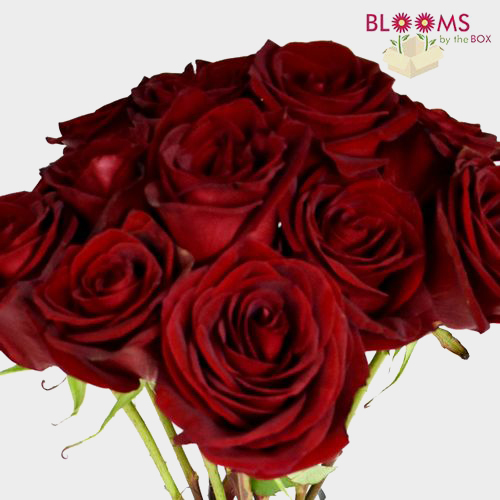 Black Magic Dark Red Rose Wholesale Roses