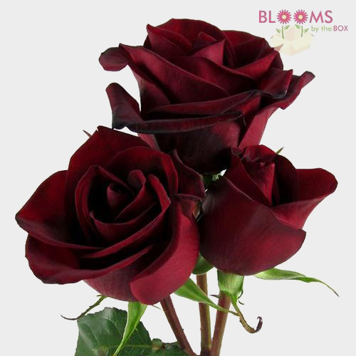 Black Magic Dark Red Rose Wholesale Roses