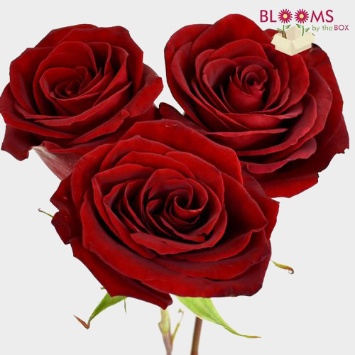 Black Magic Dark Red Rose Wholesale Roses