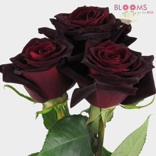 Wholesale Rose Black Baccara Dark Red 40cm Blooms by the Box