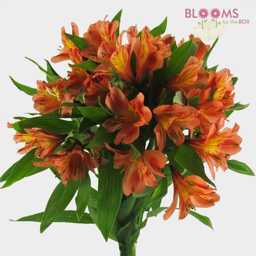Orange Alstroemeria Freshly Cut Flowers