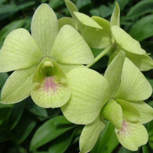 Wholesale Dendrobium Orchid (Green) - Blooms by the Box