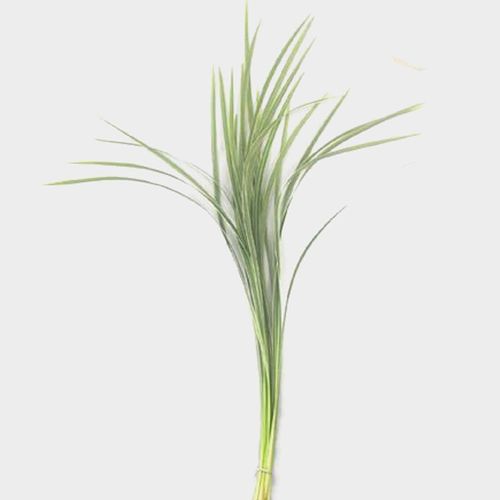 Lily Grass Variegated Greenery Wholesale Blooms By The Box