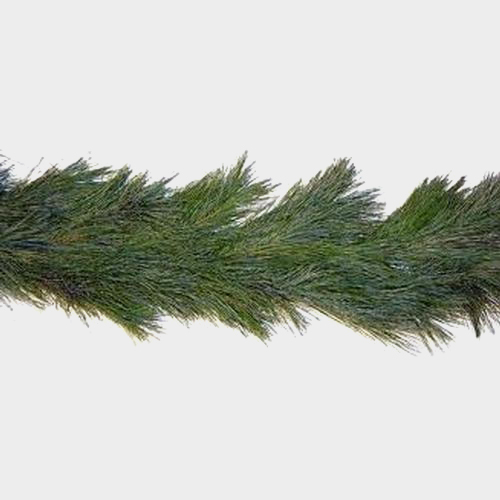 Wholesale Garland Pine White (25 Yards) Blooms by the Box