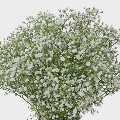 Gypsophila Overtime Flowers Wholesale Blooms By The Box