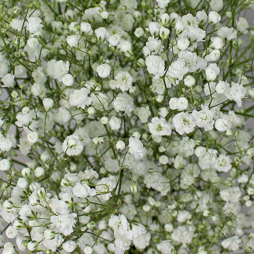 Gypsophila Overtime Wholesale Blooms by the Box