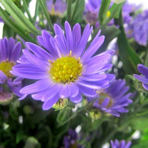 Wholesale Purple Monte Casino Aster FreshCut Flowers