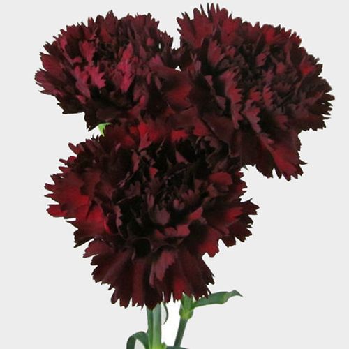 Burgundy Carnation Flowers Wholesale