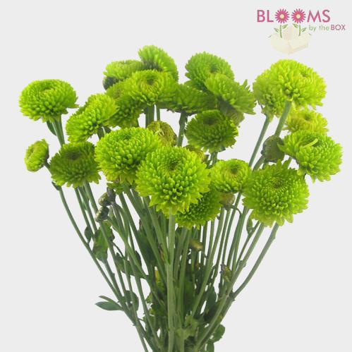 Wholesale Pompon Button Green - Blooms by the Box