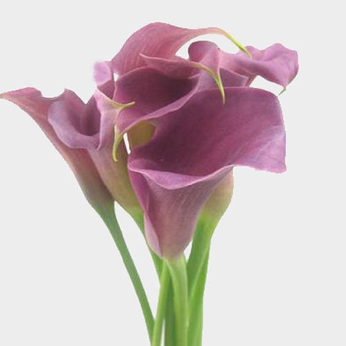 Calla Lily Mini Lavender Flower Wholesale Blooms By The Box
